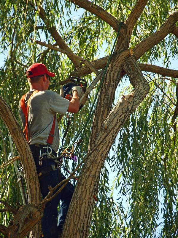 Tree Pruning Service Scarborough